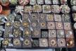 2026 - NEW Special Offer - Plants available for sale/To choose from (44)