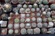 2026 - NEW Special Offer - Plants available for sale/To choose from (45)