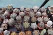 2026 - NEW Special Offer - Plants available for sale/To choose from (46)
