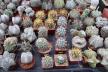 2026 - NEW Special Offer - Plants available for sale/To choose from (47)