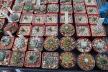 2026 - NEW Special Offer - Plants available for sale/To choose from (51)