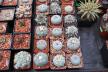 2026 - NEW Special Offer - Plants available for sale/To choose from (53)