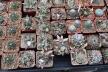 2026 - NEW Special Offer - Plants available for sale/To choose from (54)
