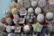 2026 - NEW Special Offer - Plants available for sale/To choose from (57)