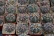 2026 - NEW Special Offer - Plants available for sale/To choose from (58)
