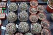 2026 - NEW Special Offer - Plants available for sale/To choose from (59)