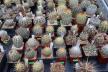 2026 - NEW Special Offer - Plants available for sale/To choose from (60)