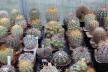 2026 - NEW Special Offer - Plants available for sale/To choose from (62)
