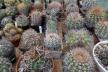 2026 - NEW Special Offer - Plants available for sale/To choose from (65)