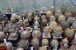 2026 - NEW Special Offer - Plants available for sale/To choose from (69)