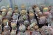 2026 - NEW Special Offer - Plants available for sale/To choose from (70)