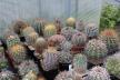 2026 - NEW Special Offer - Plants available for sale/To choose from (71)
