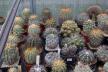 2026 - NEW Special Offer - Plants available for sale/To choose from (73)
