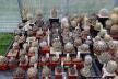 2026 - NEW Special Offer - Plants available for sale/To choose from (74)