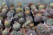 2026 - NEW Special Offer - Plants available for sale/To choose from (76)