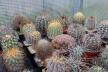2026 - NEW Special Offer - Plants available for sale/To choose from (78)