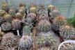 2026 - NEW Special Offer - Plants available for sale/To choose from (79)