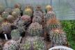 2026 - NEW Special Offer - Plants available for sale/To choose from (80)