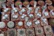 2026 - NEW Special Offer - Plants available for sale/To choose from (52)