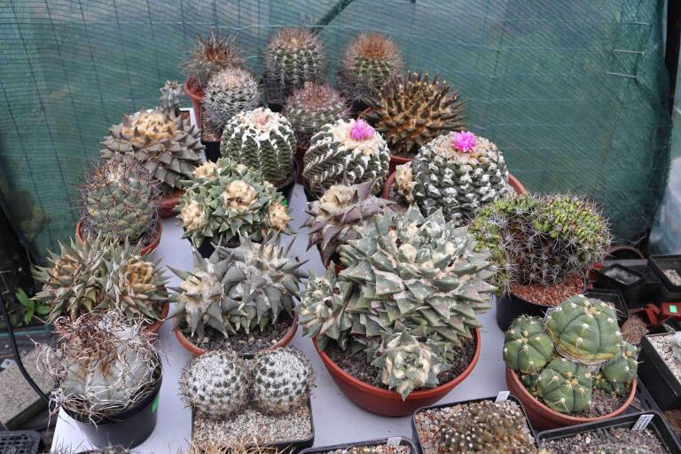 2026 - NEW Special Offer - Plants available for sale/To choose from