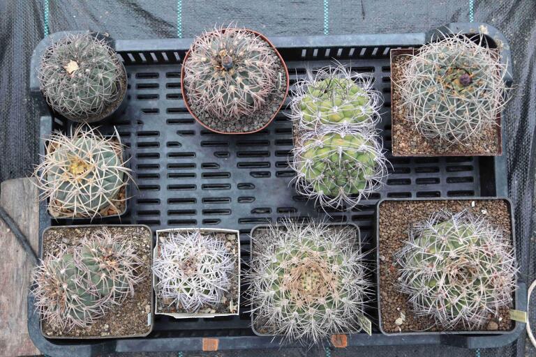 2026 - NEW Special Offer - Plants available for sale/To choose from (2)