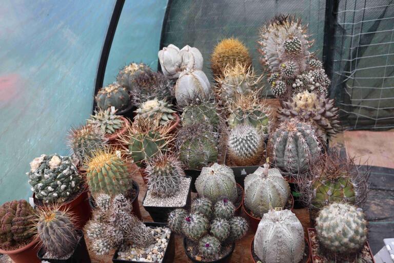 2026 - NEW Special Offer - Plants available for sale/To choose from (3)
