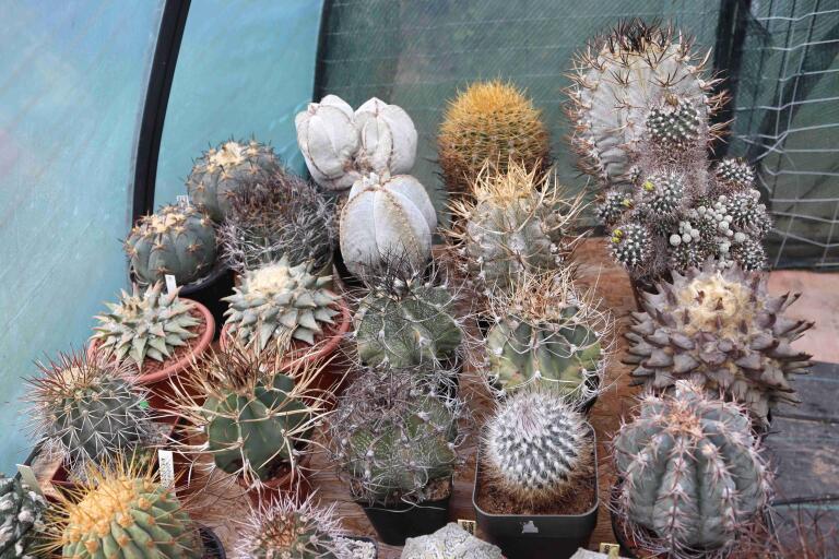 2026 - NEW Special Offer - Plants available for sale/To choose from (4)