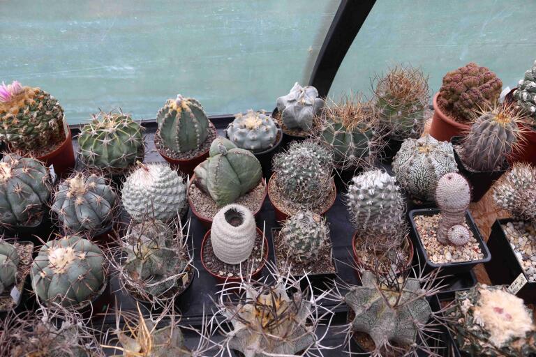 2026 - NEW Special Offer - Plants available for sale/To choose from (5)