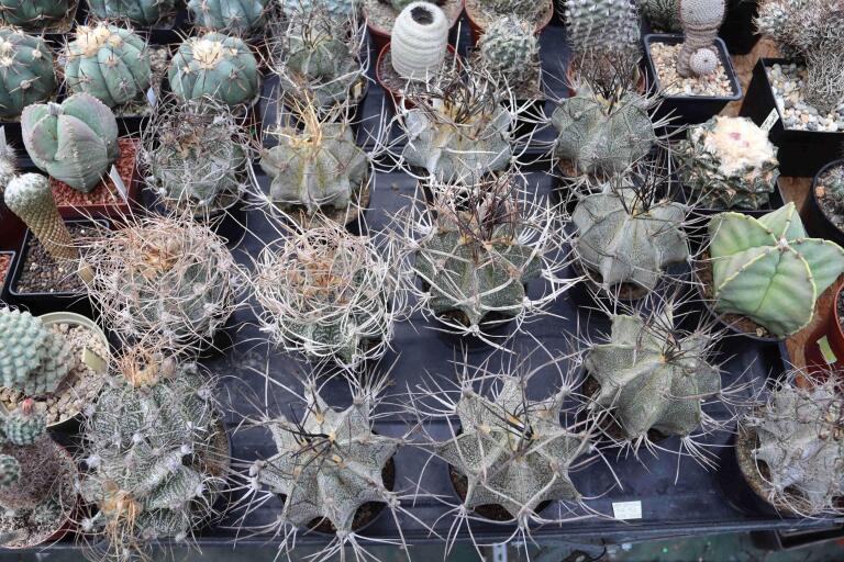 2026 - NEW Special Offer - Plants available for sale/To choose from (6)