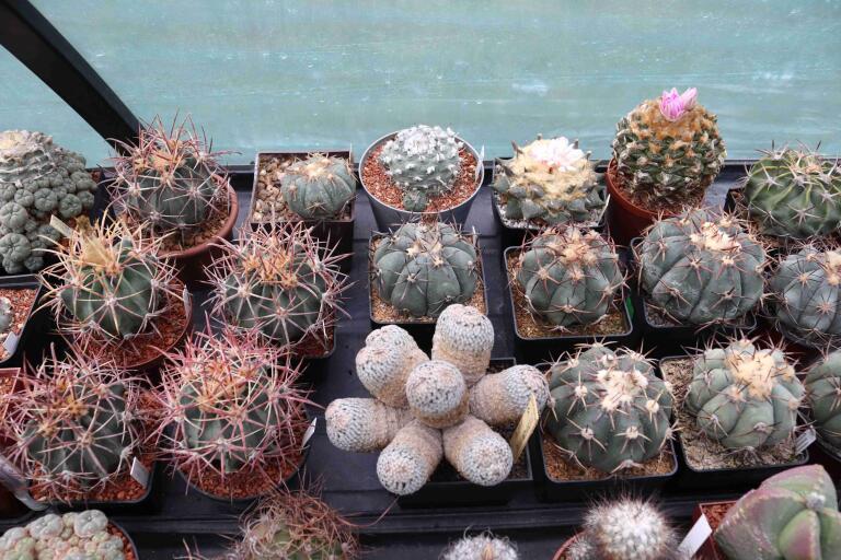2026 - NEW Special Offer - Plants available for sale/To choose from (7)