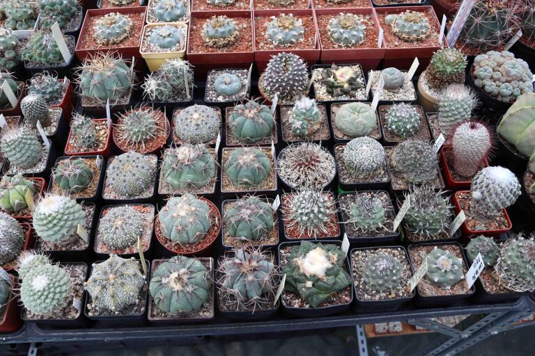 2026 - NEW Special Offer - Plants available for sale/To choose from (8)