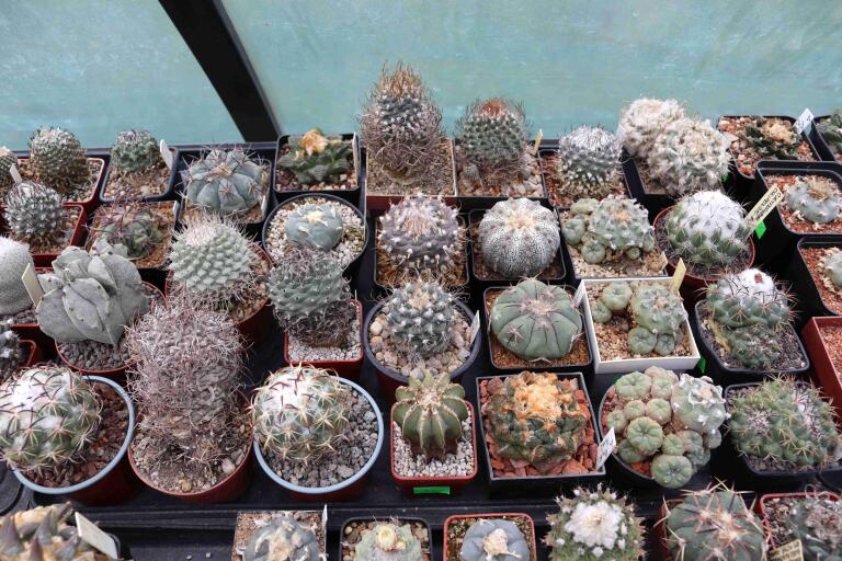 2026 - NEW Special Offer - Plants available for sale/To choose from (10)