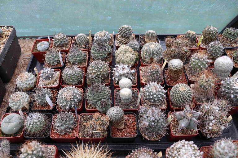 2026 - NEW Special Offer - Plants available for sale/To choose from (11)