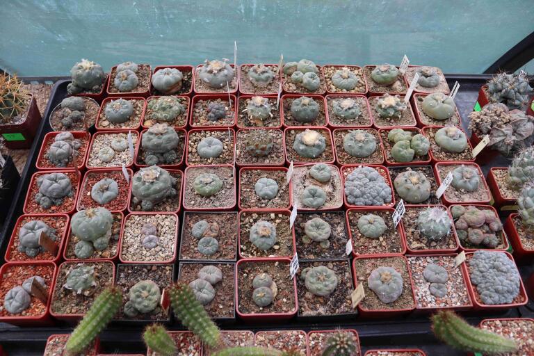 2026 - NEW Special Offer - Plants available for sale/To choose from (12)