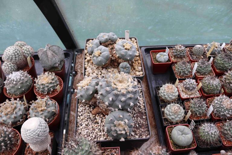 2026 - NEW Special Offer - Plants available for sale/To choose from (13)