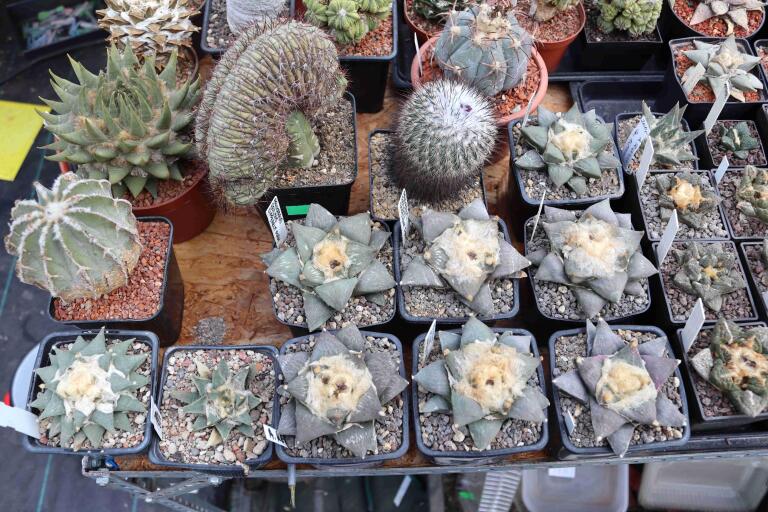 2026 - NEW Special Offer - Plants available for sale/To choose from (15)