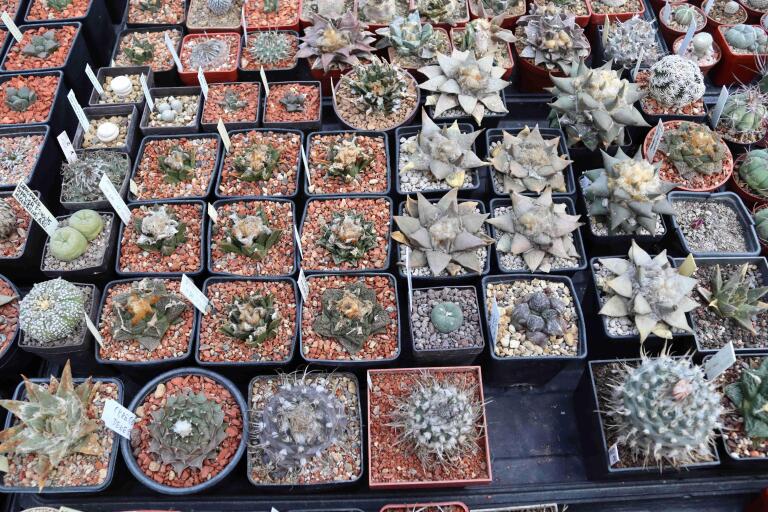 2026 - NEW Special Offer - Plants available for sale/To choose from (16)