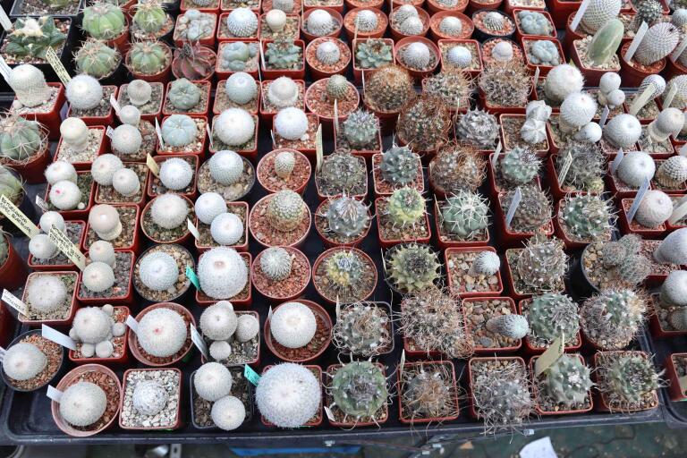 2026 - NEW Special Offer - Plants available for sale/To choose from (17)