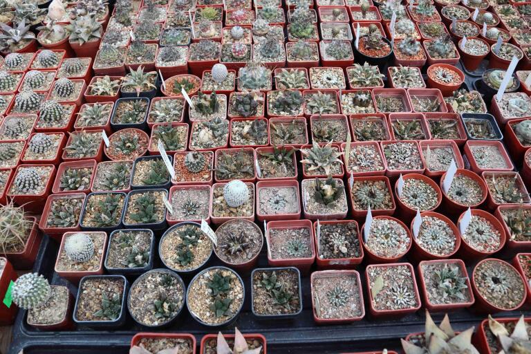 2026 - NEW Special Offer - Plants available for sale/To choose from (20)