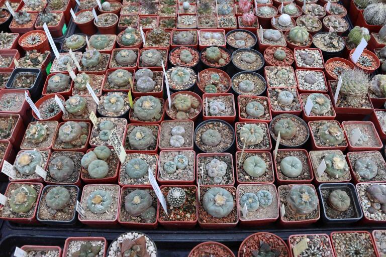 2026 - NEW Special Offer - Plants available for sale/To choose from (21)