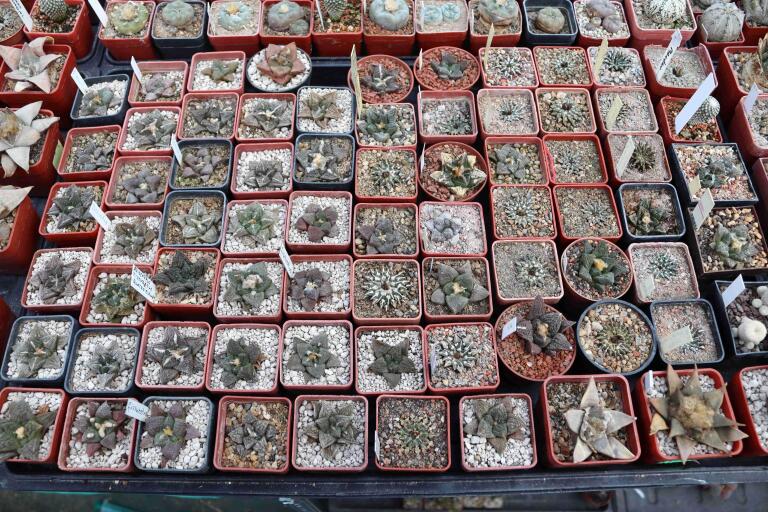 2026 - NEW Special Offer - Plants available for sale/To choose from (22)