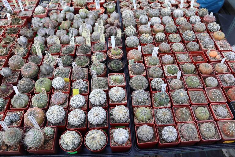 2026 - NEW Special Offer - Plants available for sale/To choose from (23)