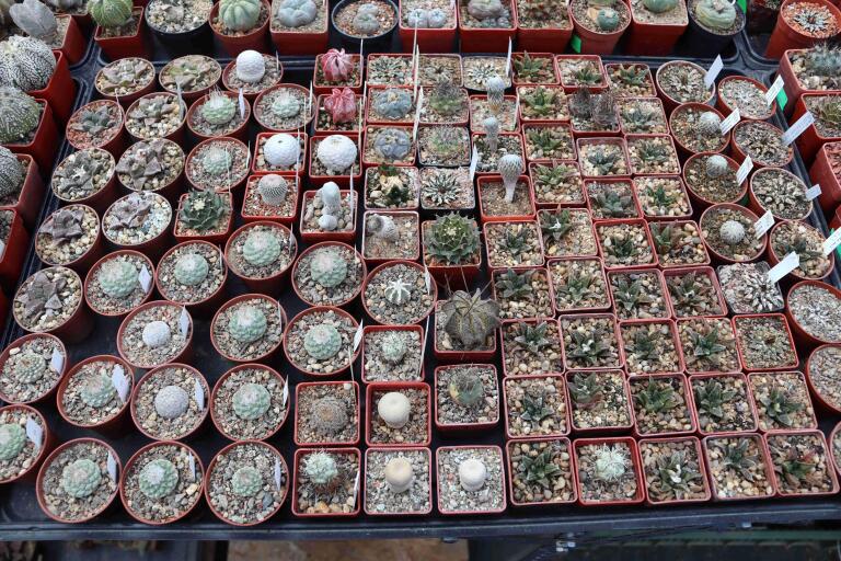 2026 - NEW Special Offer - Plants available for sale/To choose from (24)