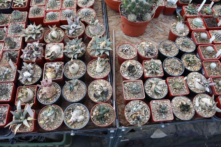 2026 - NEW Special Offer - Plants available for sale/To choose from (25)