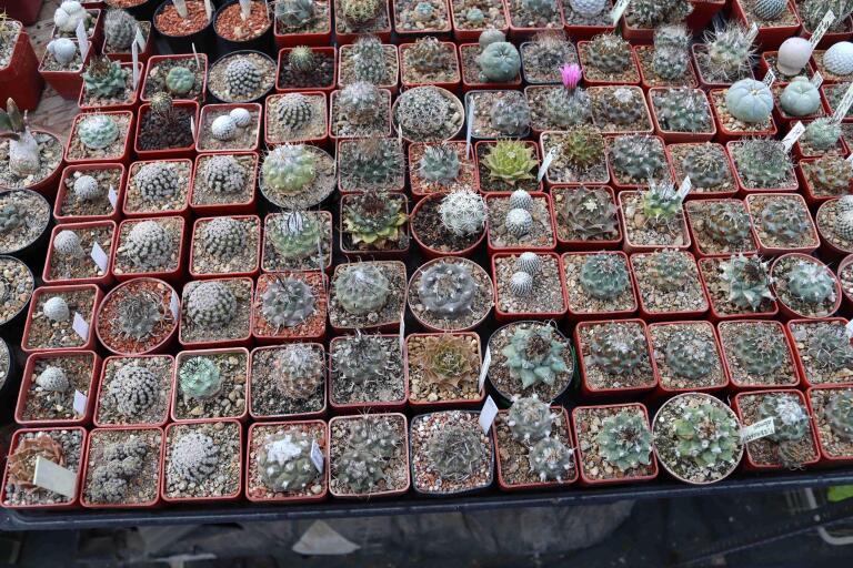 2026 - NEW Special Offer - Plants available for sale/To choose from (26)