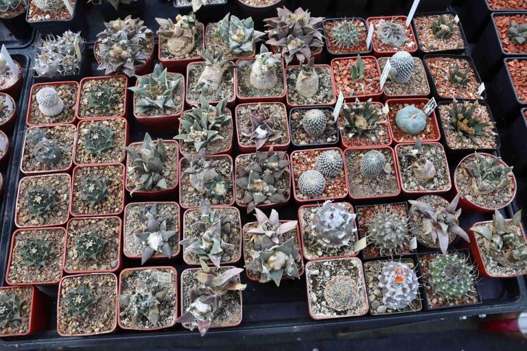 2026 - NEW Special Offer - Plants available for sale/To choose from (28)