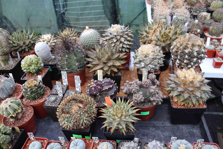 2026 - NEW Special Offer - Plants available for sale/To choose from (30)