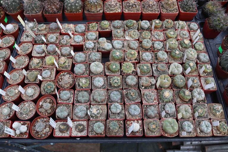 2026 - NEW Special Offer - Plants available for sale/To choose from (31)