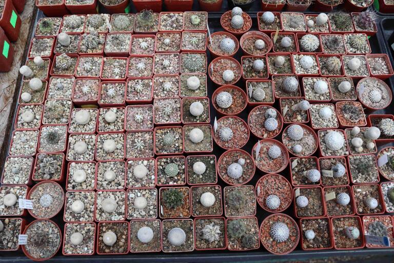 2026 - NEW Special Offer - Plants available for sale/To choose from (32)