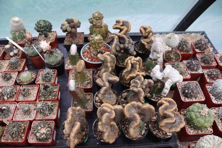 2026 - NEW Special Offer - Plants available for sale/To choose from (33)